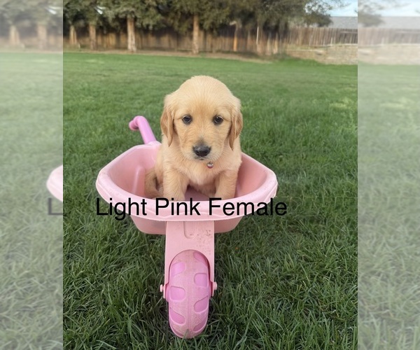Medium Photo #5 Golden Retriever Puppy For Sale in DENAIR, CA, USA