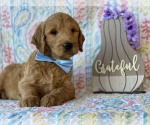 Goldendoodle Puppy for sale in LANCASTER, PA, USA