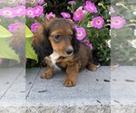 Small #4 Dachshund