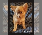 Small Photo #4 Chihuahua Puppy For Sale in MANSFIELD, TX, USA