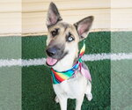 Small #7 Siberian Husky Mix
