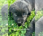 Puppy Buffy Newfoundland