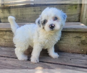 Bernedoodle (Miniature) Puppy for Sale in LA FOLLETTE, Tennessee USA