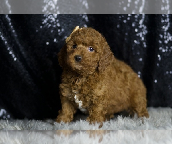 Medium Photo #3 Goldendoodle (Miniature) Puppy For Sale in WARSAW, IN, USA