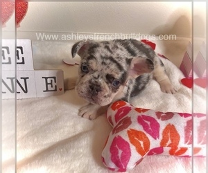 French Bulldog Puppy for Sale in METAIRIE, Louisiana USA
