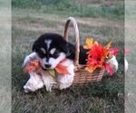 Small #2 Alaskan Malamute