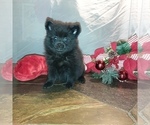 Small Photo #5 Pomeranian Puppy For Sale in CARTHAGE, TX, USA