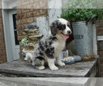Small Photo #9 Miniature Bernedoodle Puppy For Sale in DUNDEE, OH, USA