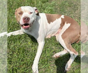 American Pit Bull Terrier-Unknown Mix Dogs for adoption in Texas City, TX, USA