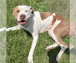 Small American Pit Bull Terrier Mix