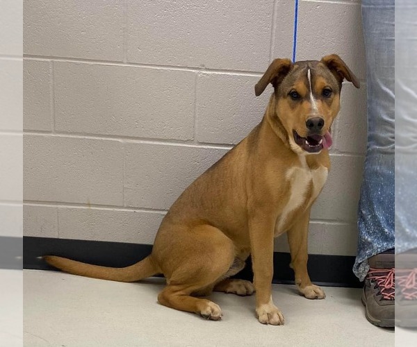 Medium Photo #6 Labrador Retriever-Unknown Mix Puppy For Sale in Woodbury, NY, USA