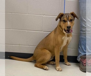 CODY - Male Labrador Retriever-Unknown Mix Dog for Adoption - Photo #6