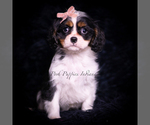 Small #4 Cavalier King Charles Spaniel
