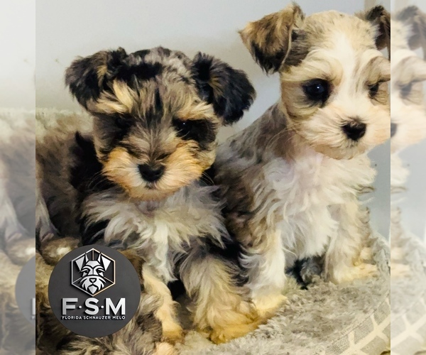 Medium Photo #2 Schnauzer (Miniature) Puppy For Sale in KISSIMMEE, FL, USA