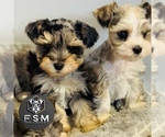 Small #1 Schnauzer (Miniature)