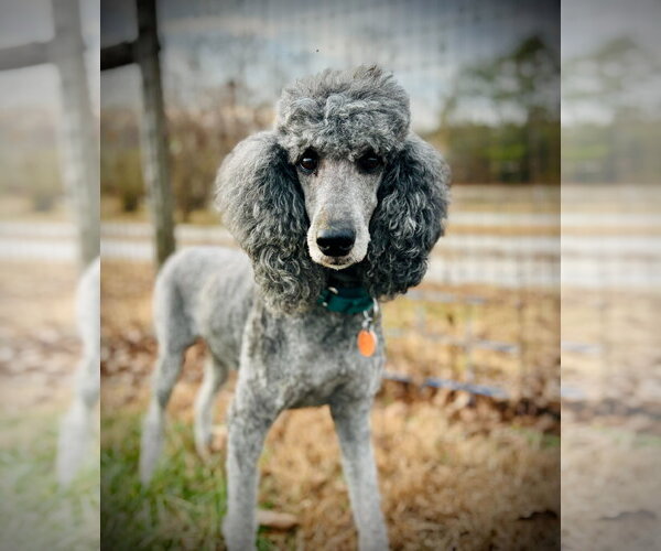 Medium Photo #6 Poodle (Standard) Puppy For Sale in Pacolet, SC, USA