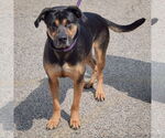 Small #2 Rottweiler Mix