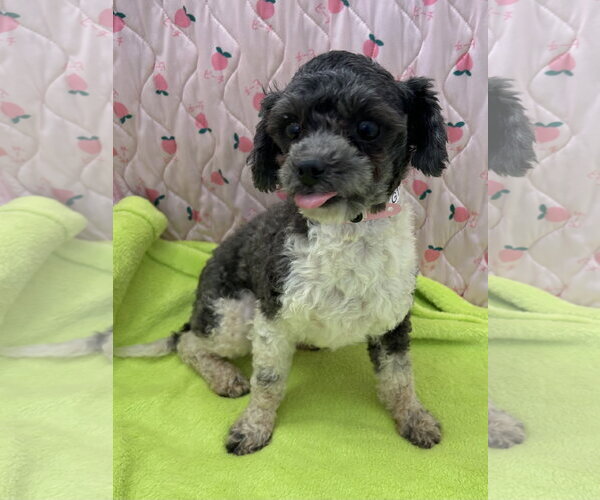 Medium Photo #5 Maltese Puppy For Sale in Pacolet, SC, USA