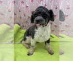 Small #4 Maltese