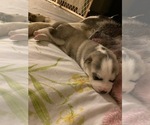 Small Photo #11 Sharberian Husky-Unknown Mix Puppy For Sale in ALEXANDRIA, IN, USA