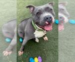 Small #1 American Pit Bull Terrier