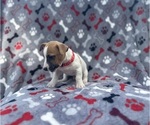 Small #1 Jack Russell Terrier