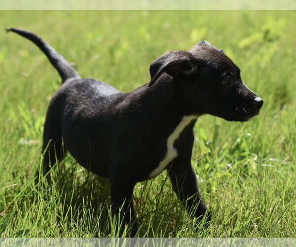 Medium Photo #3 Shepweiller Puppy For Sale in Mechanicsburg, PA, USA