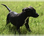 Small #2 Shepweiller