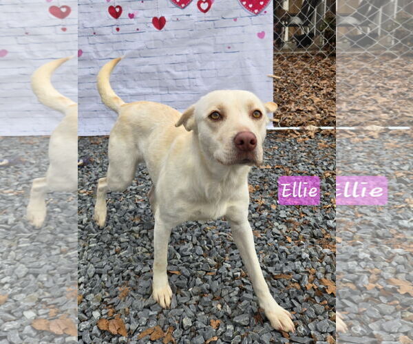 Medium Photo #1 Labrador Retriever-Unknown Mix Puppy For Sale in Albemarle, NC, USA