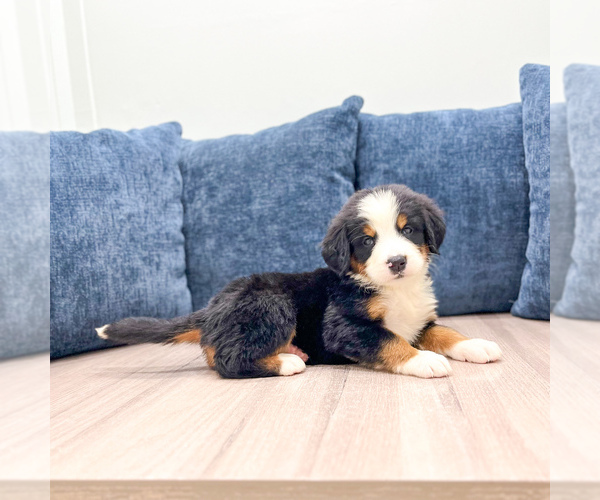 Medium Photo #2 Bernese Mountain Dog Puppy For Sale in DUNDEE, OH, USA