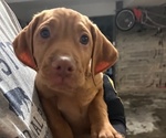 Puppy Big Dog Vizsla