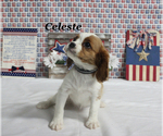 Small #11 Cavalier King Charles Spaniel