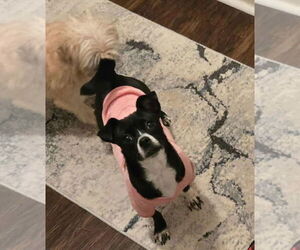 Hecate *Arriving 2/20* - Female Jack Chi Dog for Adoption - Photo #5