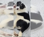 Small #3 Border Collie