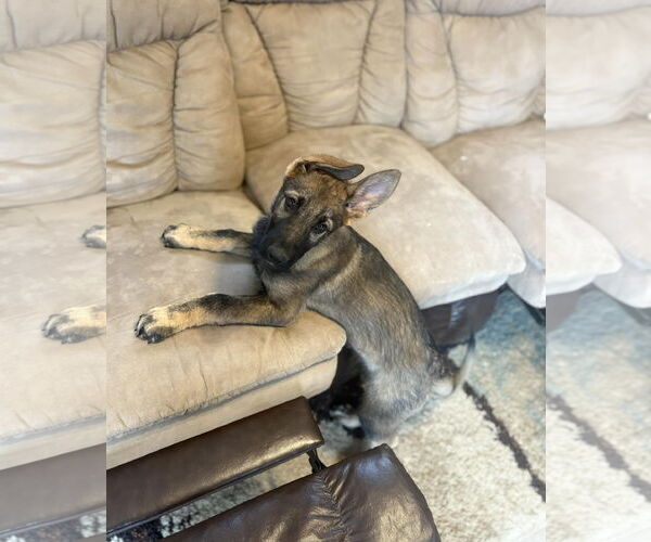 Medium Photo #3 German Shepherd Dog Puppy For Sale in Gretna, NE, USA