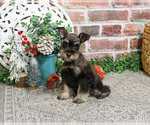 Small #17 Schnauzer (Miniature)
