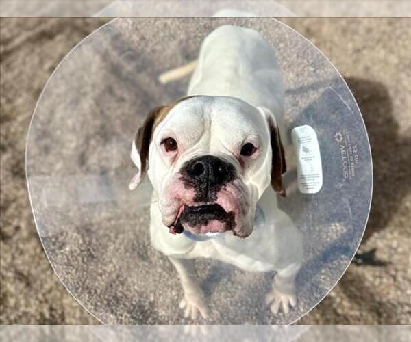 Medium Photo #1 American Bulldog Puppy For Sale in Fort Collins, CO, USA