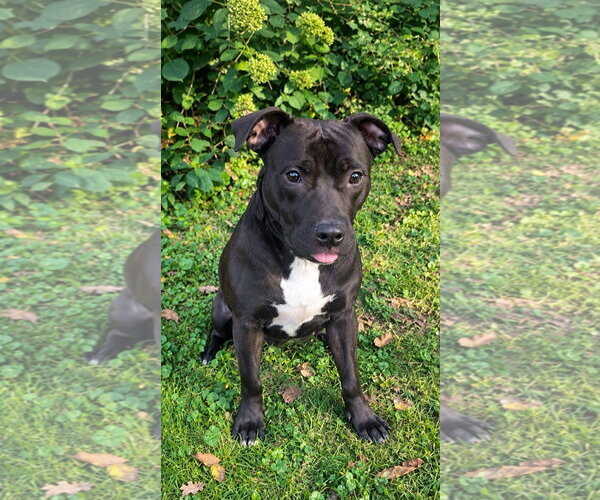 Medium Photo #1 American Pit Bull Terrier-Unknown Mix Puppy For Sale in Germantown, OH, USA