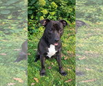 Bellisima - Female American Pit Bull Terrier-Unknown Mix Dog for Adoption - Small photo