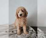 Puppy 3 Goldendoodle (Miniature)