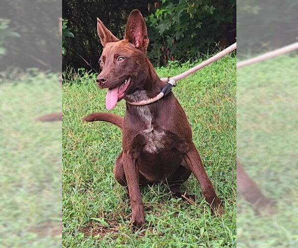 Medium Photo #3 Mutt Puppy For Sale in Wetumpka, AL, USA