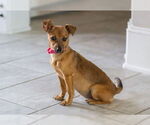 Small #1 Chihuahua Mix