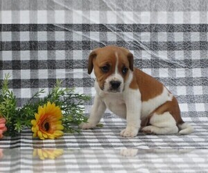 Beabull-Beagle Mix Puppy for sale in FREDERICKSBG, OH, USA