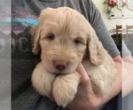 Small Photo #15 Goldendoodle Puppy For Sale in TERRY, MS, USA