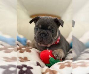 French Bulldog Puppy for Sale in MC GRAW, New York USA