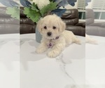 Small #3 Maltipoo