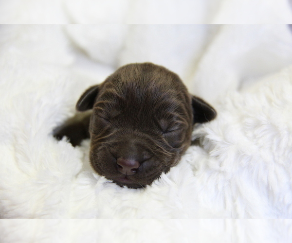 Medium Photo #9 Labrador Retriever Puppy For Sale in HYDE PARK, VT, USA