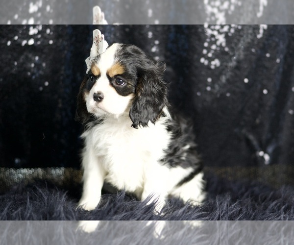 Medium Photo #65 Cavalier King Charles Spaniel Puppy For Sale in WARSAW, IN, USA