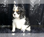 Small Photo #65 Cavalier King Charles Spaniel Puppy For Sale in WARSAW, IN, USA