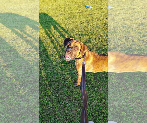 Medium Photo #2 Boxer-Unknown Mix Puppy For Sale in New London, WI, USA